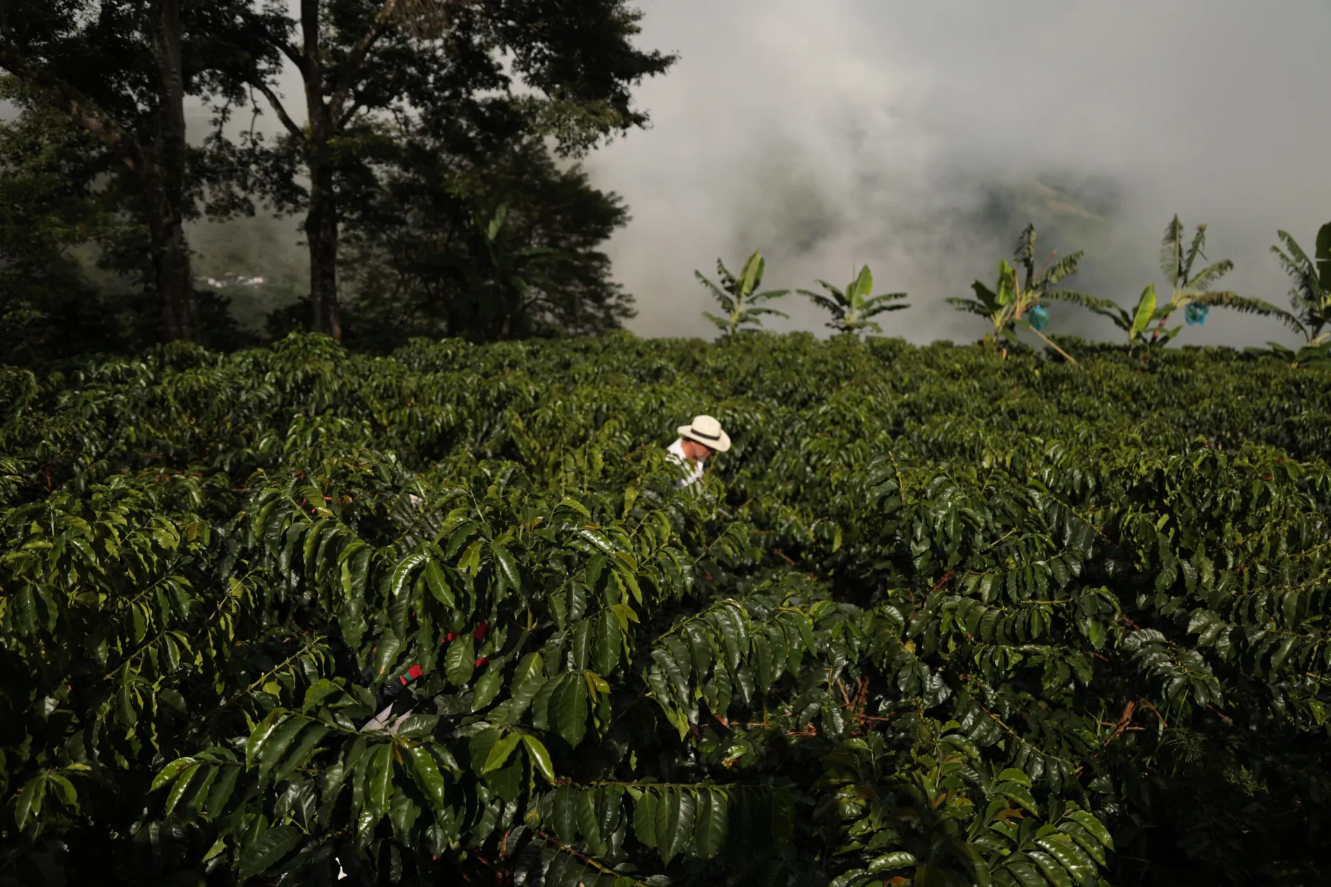 Origin coffee plantation